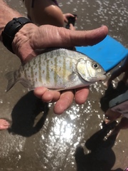 Amphistichus argenteus