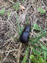 Lucanus placidus