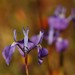 Moraea tripetala - Photo (c) markus lilje,  זכויות יוצרים חלקיות (CC BY-NC-ND), הועלה על ידי markus lilje