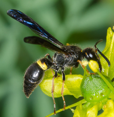 Ancistrocerus unifasciatus