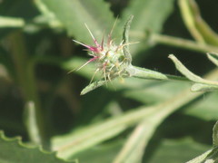 Centaurea melitensis