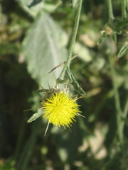 Centaurea melitensis