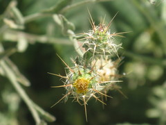 Centaurea melitensis