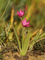 Hesperantha pauciflora