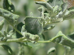 Centaurea melitensis