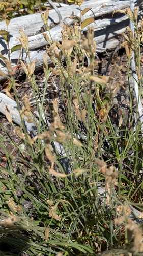 Image of Silene parryi by (c) Katherine Baird, some rights reserved (CC BY)