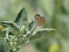 Brephidium exilis