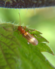 Cantharis cryptica