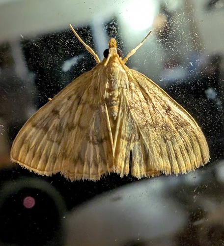 Saw-toothed Crocidophora Moth photo 6