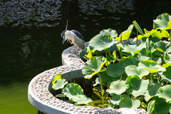 Nycticorax nycticorax