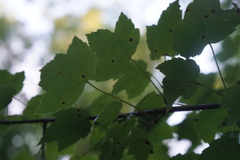 Acericecis ocellaris