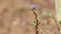 Allophyllum gilioides