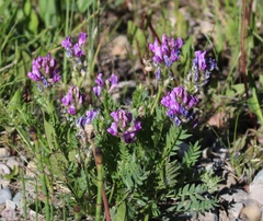 Oxytropis borealis