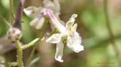 Delphinium gracilentum