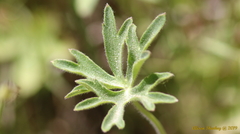 Delphinium gracilentum