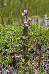 Epilobium densiflorum