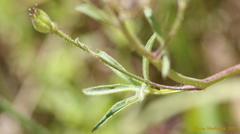 Delphinium gracilentum