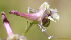 Delphinium gracilentum