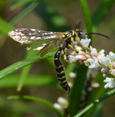 Myzinum quinquecinctum
