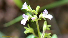 Collinsia childii