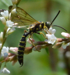 Myzinum quinquecinctum