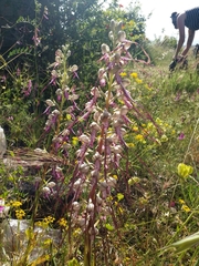 Himantoglossum jankae