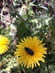 Acmaeodera knowltoni