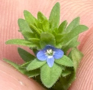 Veronica arvensis observed 2024-02-24