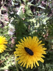 Acmaeodera knowltoni