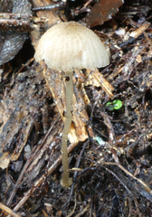 Entoloma corneum