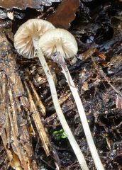 Entoloma corneum