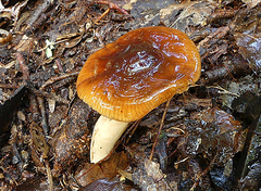 Cortinarius pectochelis