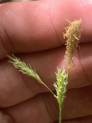 Carex castanea