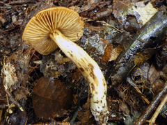 Cortinarius pectochelis
