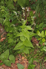 Veronica urticifolia