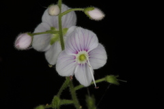 Veronica urticifolia