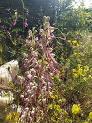Himantoglossum jankae