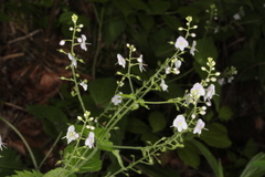 Veronica urticifolia