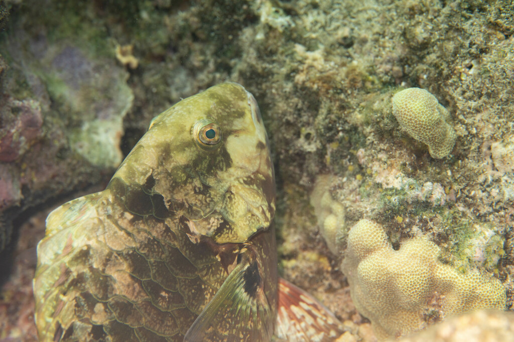 Carolines parrotfish