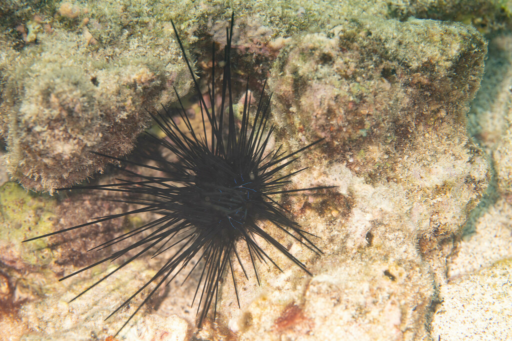 Savigny's Longspine Sea Urchin