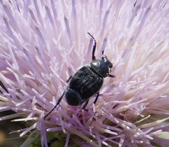 Trichiotinus texanus