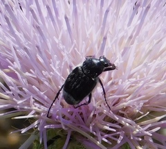 Trichiotinus texanus