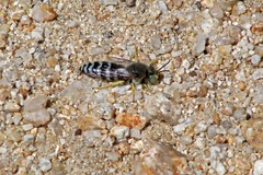 Bembix americana comata