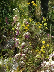 Himantoglossum jankae