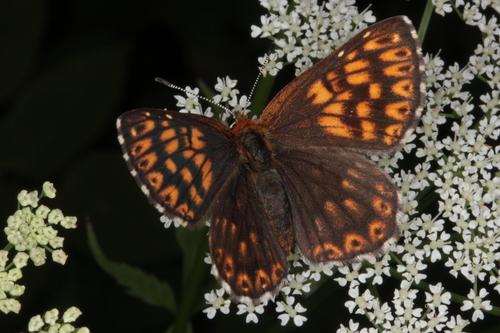 Duke of Burgundy