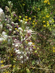 Himantoglossum jankae