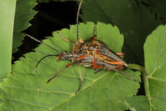 Stenocorus meridianus