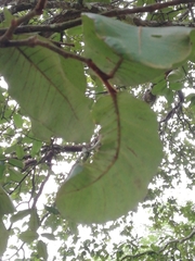 Neocarya macrophylla