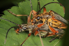 Stenocorus meridianus