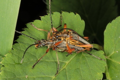 Stenocorus meridianus